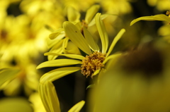 花の群れ