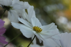 秋桜