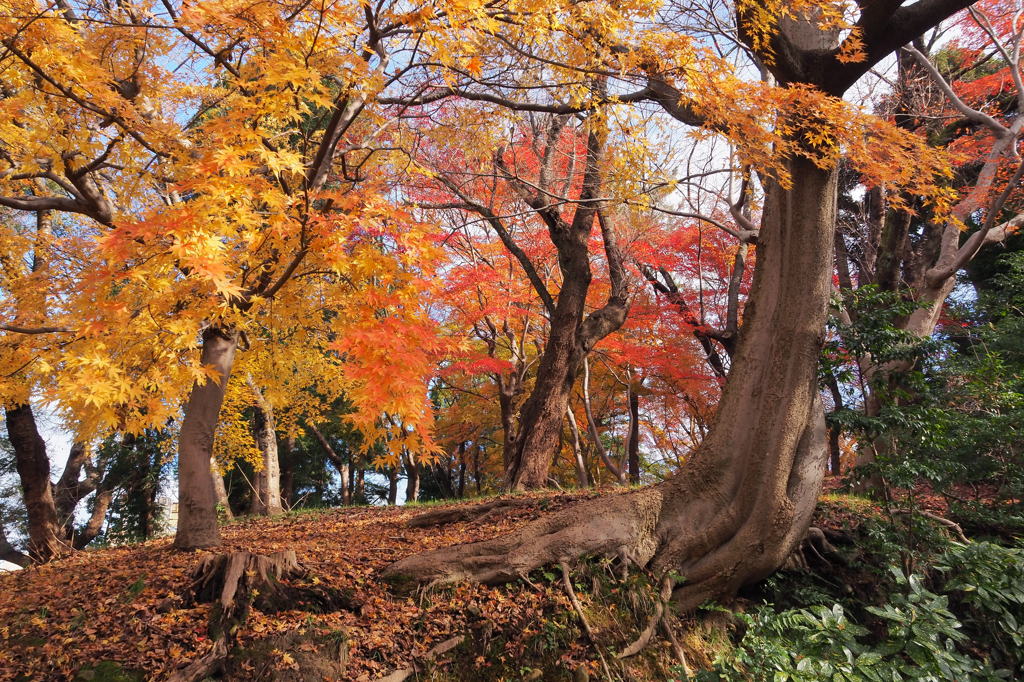 古城公園　③
