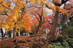 古城公園　③