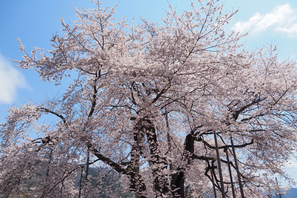 荘川桜満開　②