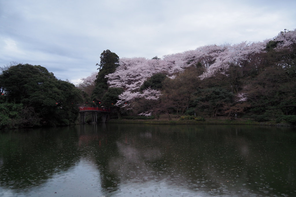 雨の古城公園夜桜　②