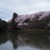 雨の古城公園夜桜　②
