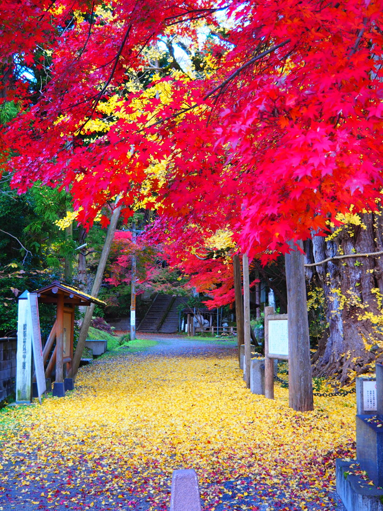 氷見上日寺の朝　③