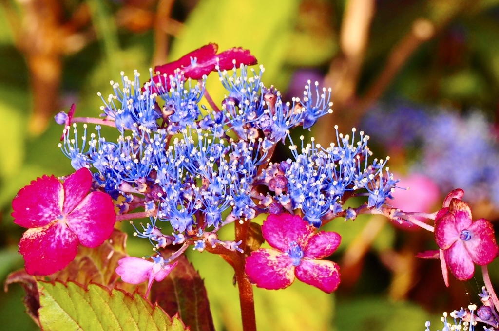 ピンク額紫陽花