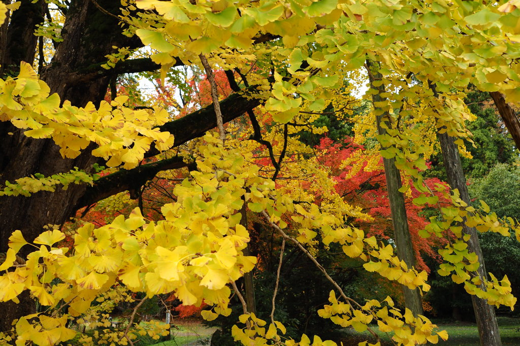 氷見市上日寺の大イチョウ　③