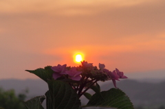 紫陽花と夕陽　①