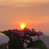紫陽花と夕陽　①