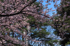 高岡古城公園満開の桜　②