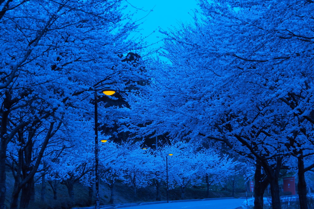 氷見の桜三様　②