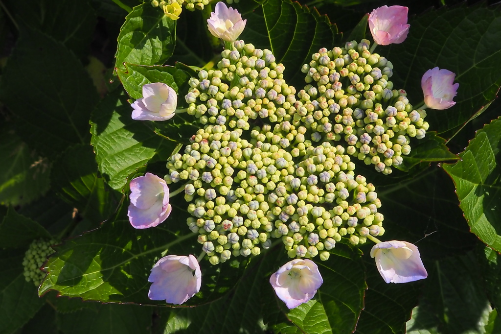 紫陽花　②