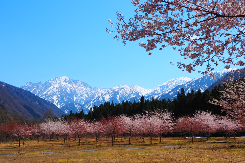 剱と桜と
