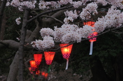 雨の古城公園夜桜　③