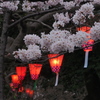 雨の古城公園夜桜　③