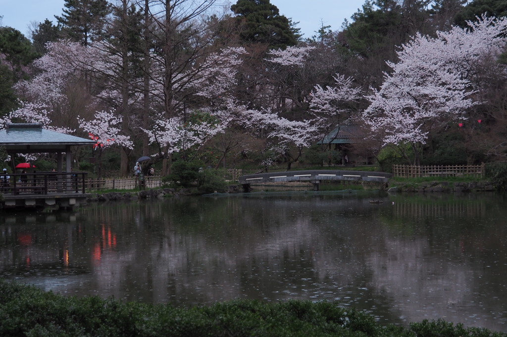 雨の古城公園夜桜　①