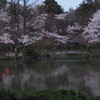 雨の古城公園夜桜　①