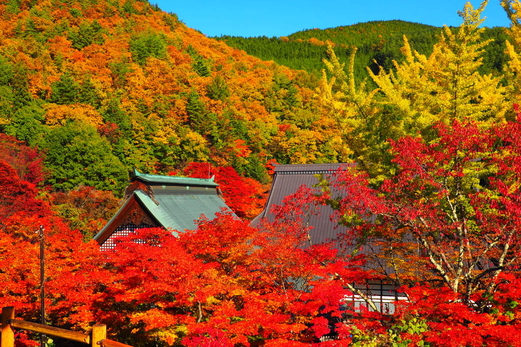 霊松寺紅葉　③