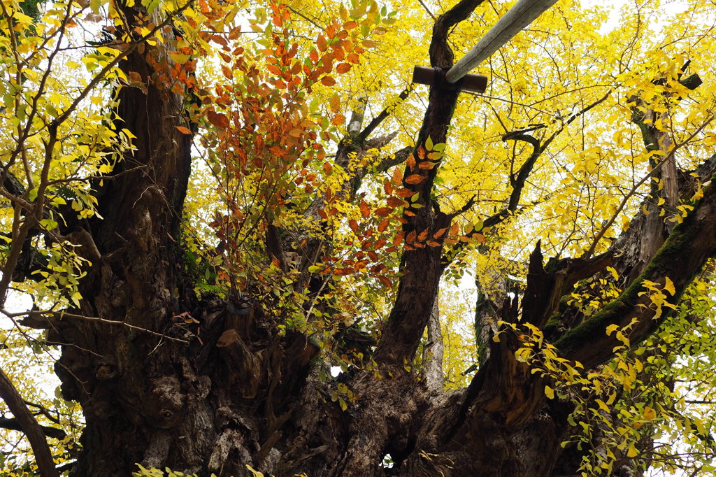 氷見市上日寺の大イチョウ　②