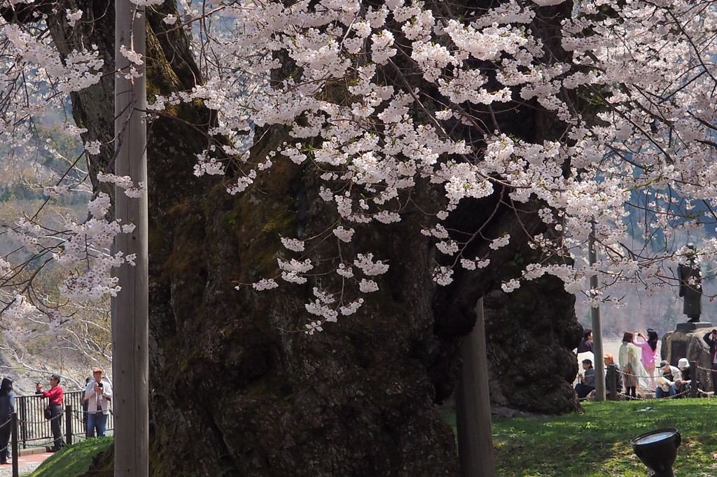 荘川桜満開　③