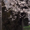 荘川桜満開　③