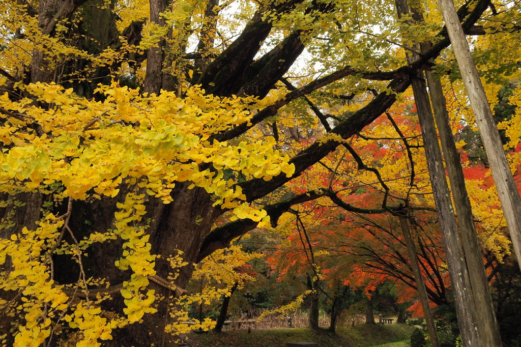 氷見市上日寺の大イチョウ　①