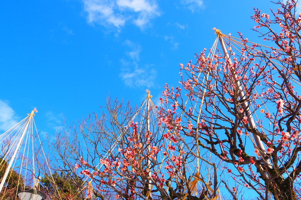 梅林と青空