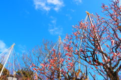 梅林と青空