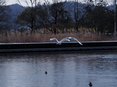 氷見に白鳥　②