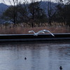氷見に白鳥　②