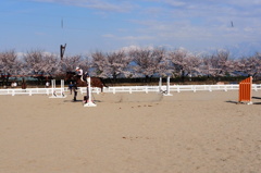 山と桜とお馬さん　①