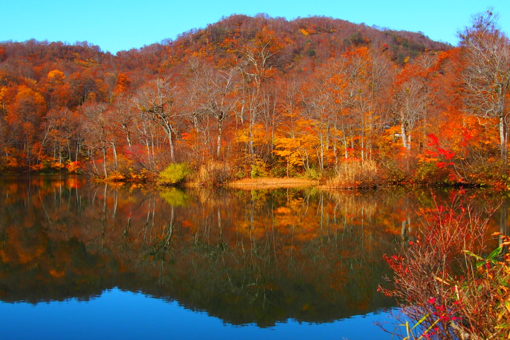鎌池紅葉　②