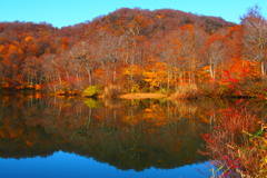 鎌池紅葉　②