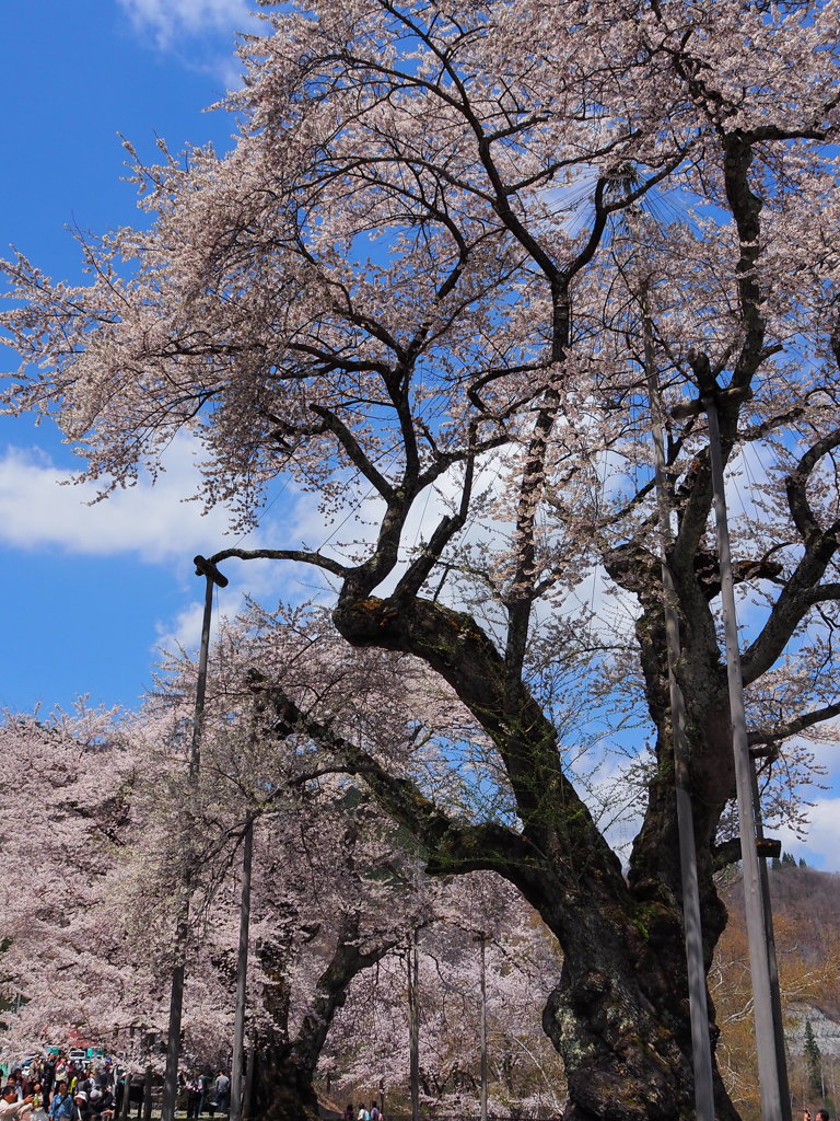 荘川桜満開　①