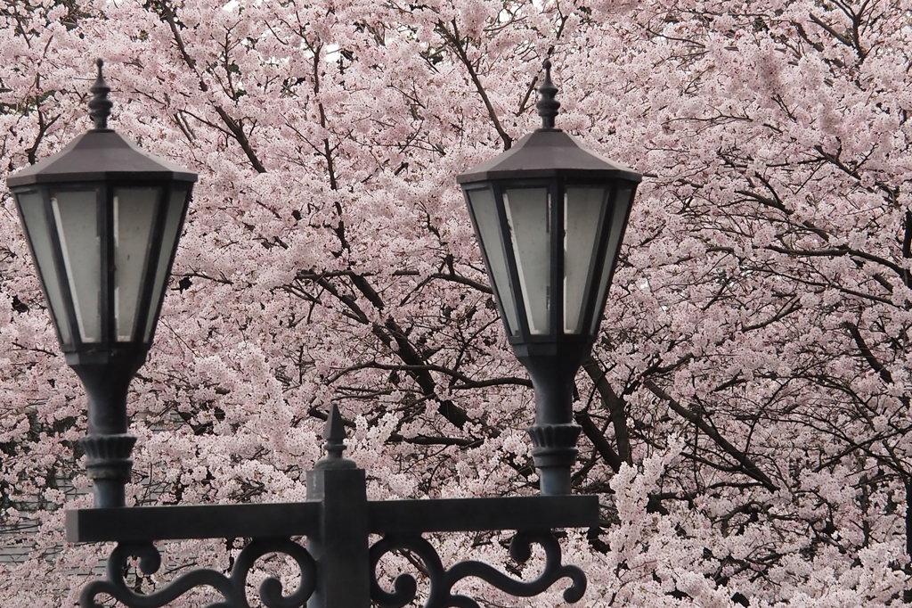 高岡古城公園満開の桜　③