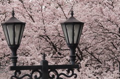 高岡古城公園満開の桜　③