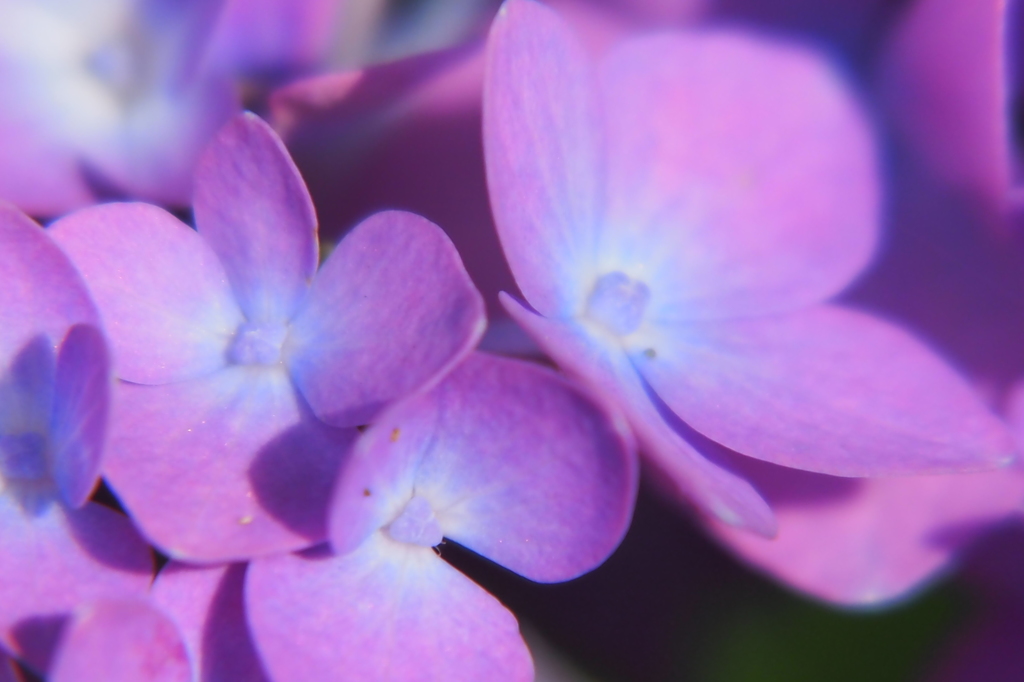 紫陽花　③