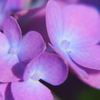 紫陽花　③