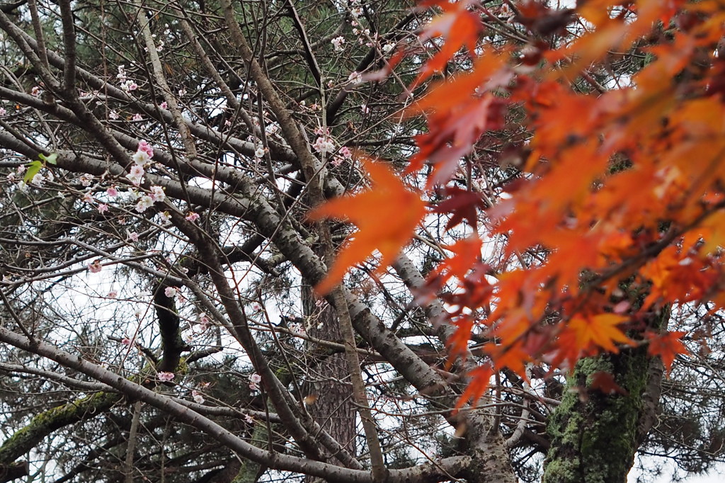 冬桜　③