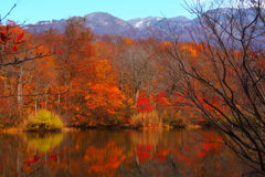 鎌池紅葉　①