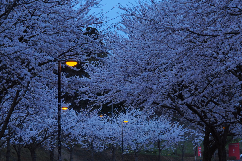 氷見の桜三様　③