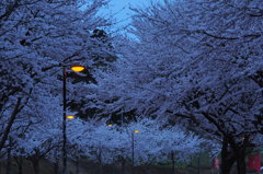 氷見の桜三様　③