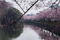 高岡古城公園の桜　①
