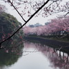 高岡古城公園の桜　①