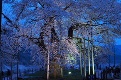 荘川桜ライトアップ　①