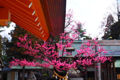 射水神社の春