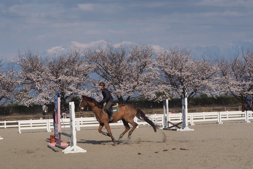 立山と桜とお馬さん　③