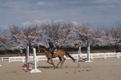 立山と桜とお馬さん　③