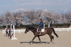 立山と桜とお馬さん　②