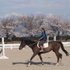 立山と桜とお馬さん　②