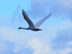 氷見に白鳥　③